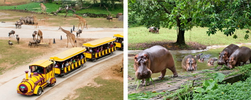 �s�{�������Ͱʪ��@��