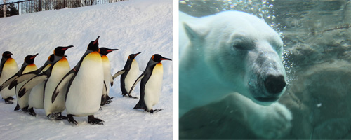 �_���D���s�ʪ���