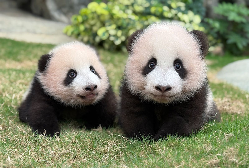 ������v����Ȭw�ʪ��Ѧa�|�t�é_�]����