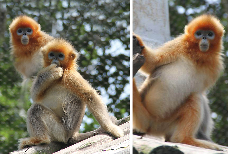 ������v����Ȭw�ʪ��Ѧa�|�t�é_�]�t�����U