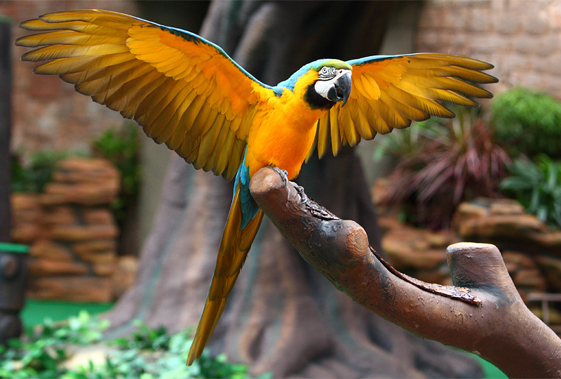 ������v����Ȭw�ʪ��Ѧa�|�t�é_�]���������_��