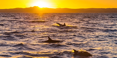 Τ���q�l���b��X